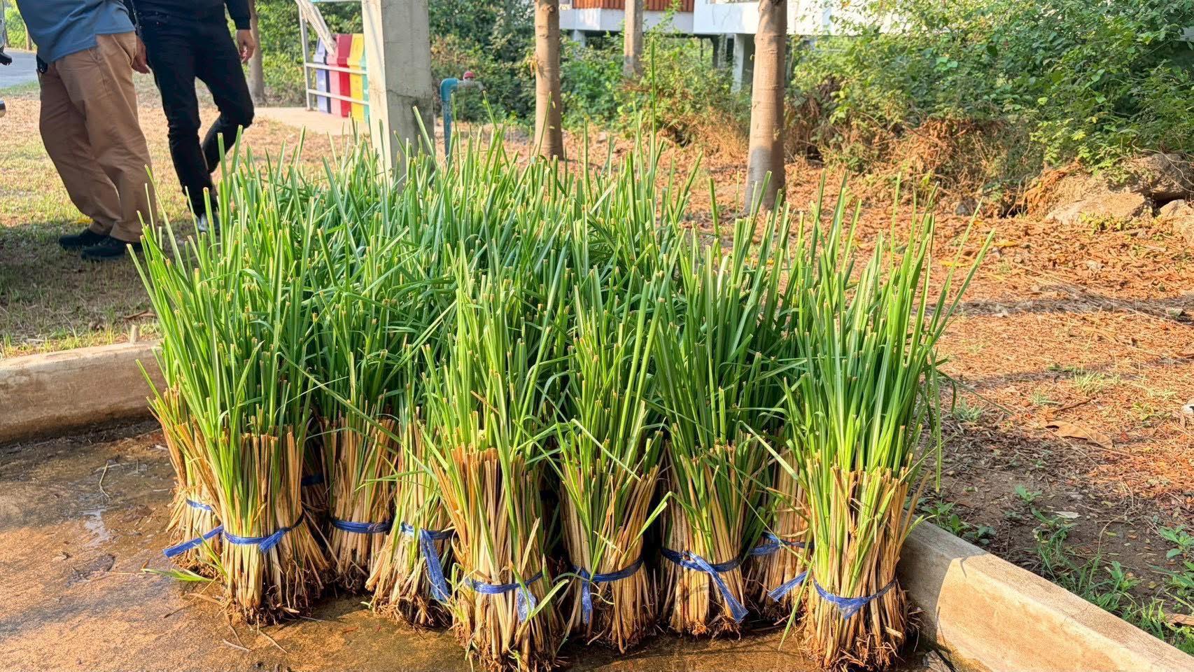 title - ส.ป.ก.อ่างทอง จัดกิจกรรมโครงการพัฒนาและรณรงค์การใช้หญ้าแฝกอันเนื่องมาจากพระราชดำริ ปีงบประมาณ 2569  